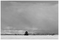 Lone tree and distant mountains in winter. Grand Teton National Park, Wyoming, USA. (black and white)