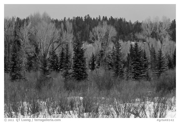 Colorful willows, evergreens, and cottonwoods in winter. Grand Teton National Park (black and white)