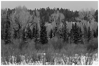 Colorful willows, evergreens, and cottonwoods in winter. Grand Teton National Park ( black and white)