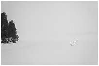 Frozen Jackson Lake in white-out, ice fishermen. Grand Teton National Park, Wyoming, USA. (black and white)