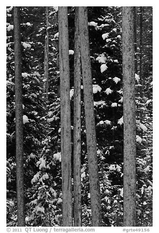 Trunks and evergreen in winter. Grand Teton National Park (black and white)