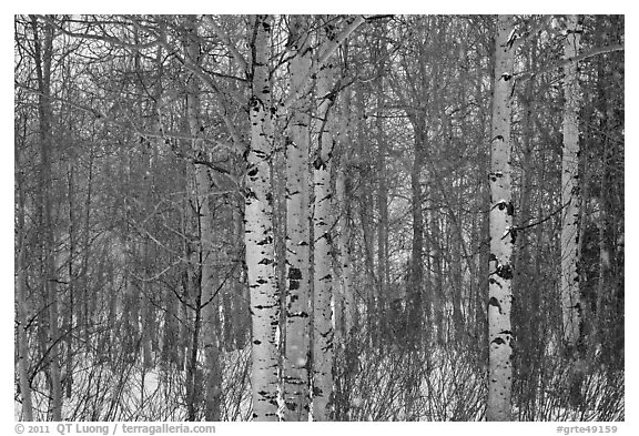 Aspen forest in winter. Grand Teton National Park (black and white)