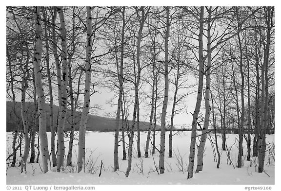 Aspen grove, Willow Flats, winter. Grand Teton National Park, Wyoming, USA.