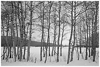 Aspen grove, Willow Flats, winter. Grand Teton National Park, Wyoming, USA. (black and white)