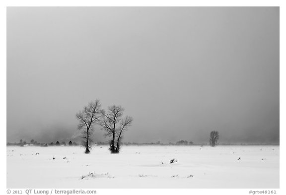 Bare cottonwood trees and storm sky in winter, Jackson Hole. Grand Teton National Park, Wyoming, USA.