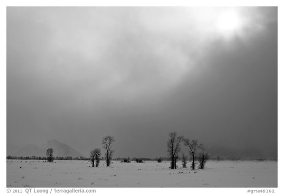 Bare cottonwood trees and sun in winter, Jackson Hole. Grand Teton National Park (black and white)