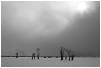 Bare cottonwood trees and sun in winter, Jackson Hole. Grand Teton National Park, Wyoming, USA. (black and white)