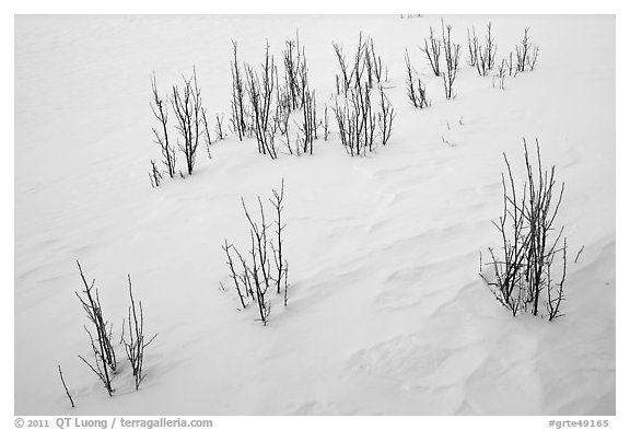 Shrubs and snowdrift patterns. Grand Teton National Park, Wyoming, USA.