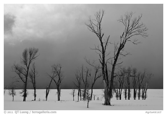 Bare Cottonwoods and dark sky in winter. Grand Teton National Park (black and white)