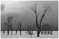 Bare Cottonwoods and dark sky in winter. Grand Teton National Park ( black and white)