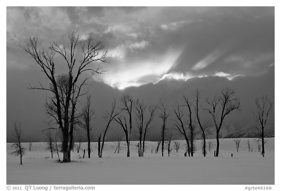 Cottonwoods and clouds at sunset. Grand Teton National Park (black and white)