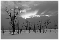 Cottonwoods and clouds at sunset. Grand Teton National Park, Wyoming, USA. (black and white)