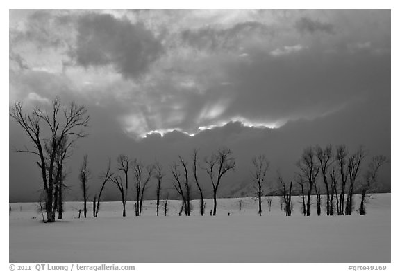 Winter sunset with snow and cottonwoods. Grand Teton National Park, Wyoming, USA.