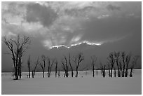 Winter sunset with snow and cottonwoods. Grand Teton National Park, Wyoming, USA. (black and white)