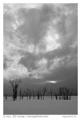 Sunset sky, stark trees in winter. Grand Teton National Park, Wyoming, USA.