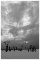 Sunset sky, stark trees in winter. Grand Teton National Park, Wyoming, USA. (black and white)