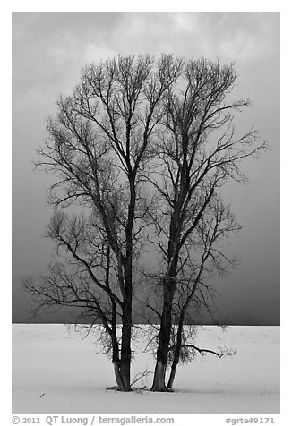 Bare cottonwood trees, snow and sky. Grand Teton National Park, Wyoming, USA.