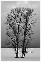 Bare cottonwood trees, snow and sky. Grand Teton National Park, Wyoming, USA. (black and white)