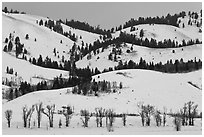 Hills and trees, Blacktail Butte in winter. Grand Teton National Park ( black and white)