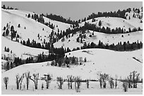Hills and trees, Blacktail Butte in winter. Grand Teton National Park ( black and white)