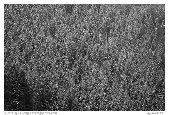Hillside with frozen conifers. Grand Teton National Park, Wyoming, USA.
