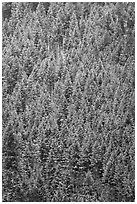 Dense snowy conifer forest. Grand Teton National Park ( black and white)