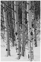 Aspen trunks in winter. Grand Teton National Park, Wyoming, USA. (black and white)