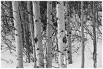 Trunks of aspen trees in winter. Grand Teton National Park, Wyoming, USA. (black and white)