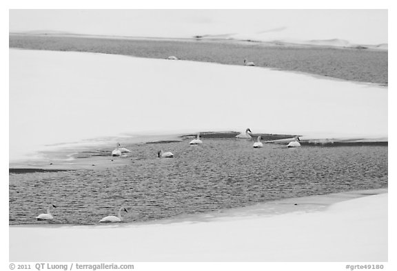 Trumpeters swans in winter. Grand Teton National Park, Wyoming, USA.