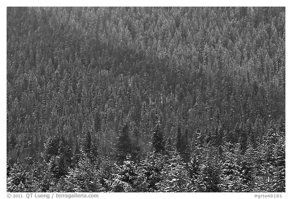 Snowy forest on mountainside. Grand Teton National Park (black and white)