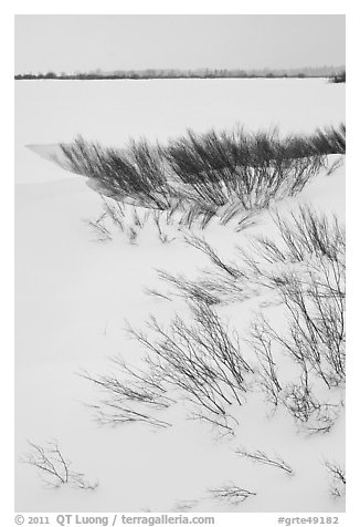 Winter landscape with shrubs and frozen Jackson Lake. Grand Teton National Park, Wyoming, USA.