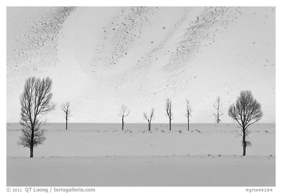 Bare trees and butte in winter. Grand Teton National Park, Wyoming, USA.