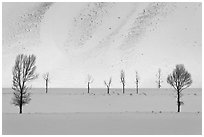 Bare trees and butte in winter. Grand Teton National Park, Wyoming, USA. (black and white)