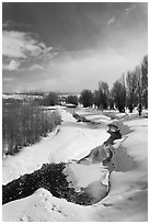 Stream and cottonwoods in winter. Grand Teton National Park, Wyoming, USA. (black and white)