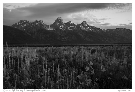 Wildflowers and Tetons at sunrise, Antelope Flats. Grand Teton National Park (black and white)