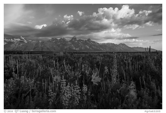 Lush wildflowers and Tetons from Antelope Flats. Grand Teton National Park (black and white)