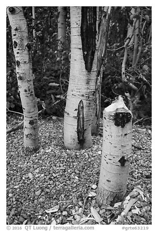 Aspen tree chewed and downed by beavers. Grand Teton National Park (black and white)