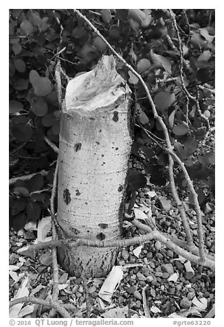 Stump of aspen downed by beavers. Grand Teton National Park (black and white)