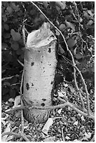 Stump of aspen downed by beavers. Grand Teton National Park ( black and white)