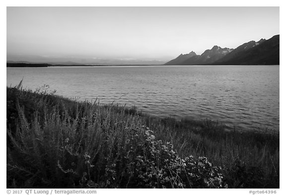 Wildflowers and Teton range from Jackson Lake, dusk. Grand Teton National Park (black and white)