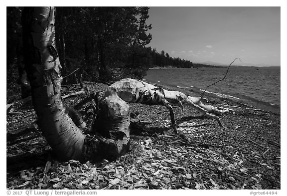 Tree feeled by beavers, Colter Bay. Grand Teton National Park (black and white)