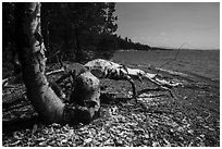 Tree feeled by beavers, Colter Bay. Grand Teton National Park ( black and white)