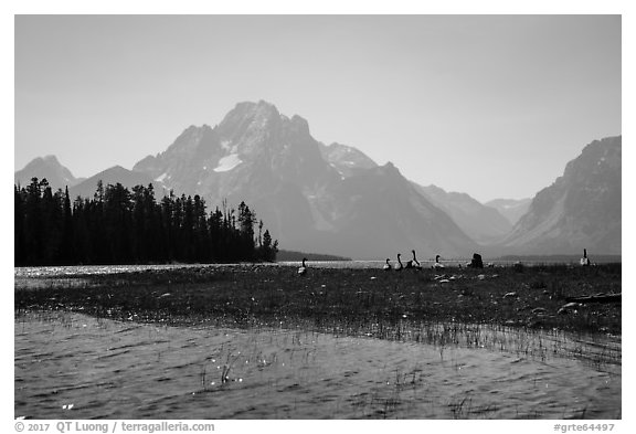 Geese and Mt Moran, Colter Bay. Grand Teton National Park (black and white)