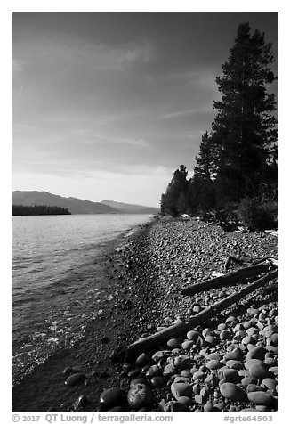 Driftwood on beach, Colter Bay. Grand Teton National Park (black and white)