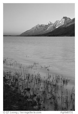 Teton range and Jackson Lake seen from Lizard Creek, sunrise. Grand Teton National Park (black and white)