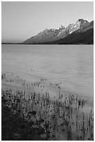 Teton range and Jackson Lake seen from Lizard Creek, sunrise. Grand Teton National Park ( black and white)