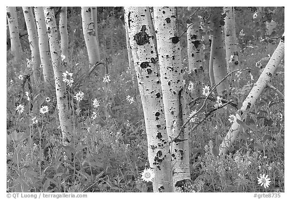 Sunflowers, lupines and aspens. Grand Teton National Park, Wyoming, USA.