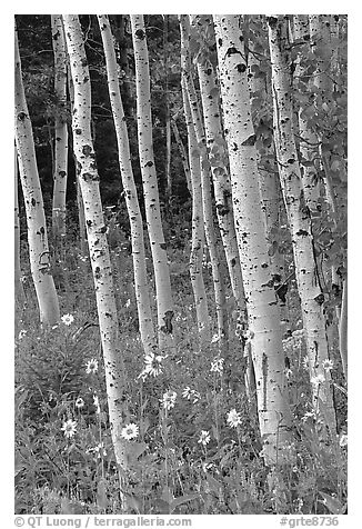 Sunflowers, lupines and aspen forest. Grand Teton National Park, Wyoming, USA.