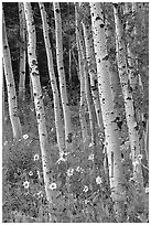 Sunflowers, lupines and aspen forest. Grand Teton National Park ( black and white)