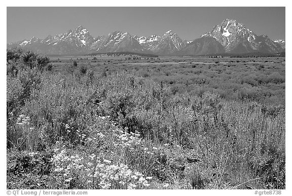 Wildflowers and Teton range, morning. Grand Teton National Park, Wyoming, USA.